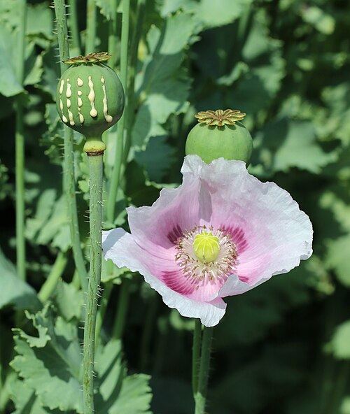 罂粟花 (Papaver somniferum) 与未成熟的果实