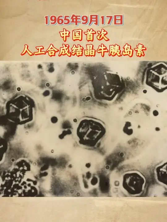 人工合成结晶牛胰岛素