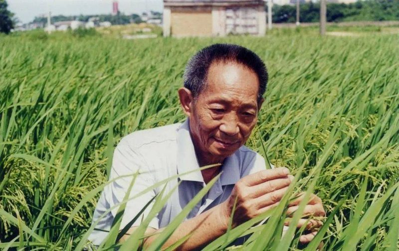 袁隆平在田间观察水稻